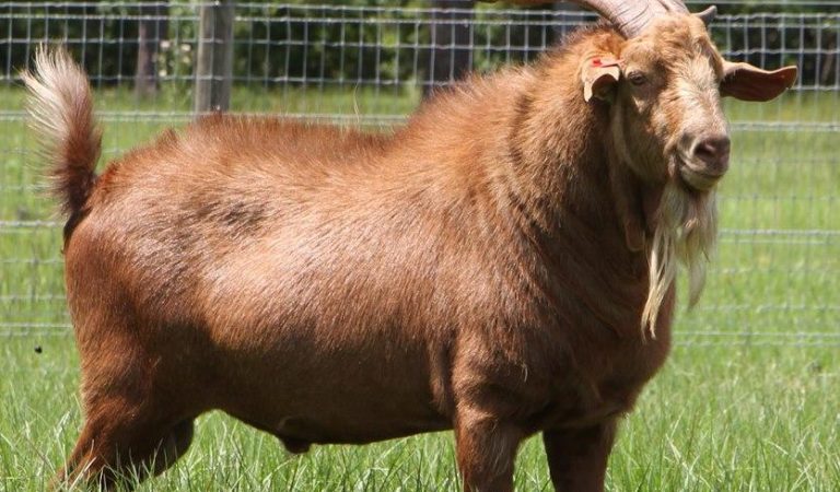 15 cele mai bune rase de capre de carne din lume pentru profit