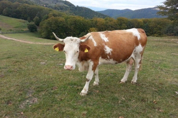 Vaci baltata romaneasca – rasa de vaci cea mai comuna din Romania
