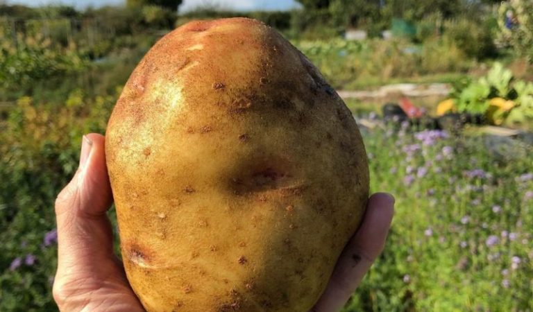 Cum să cultivi cartofi: 5 pași pentru o recoltă mare