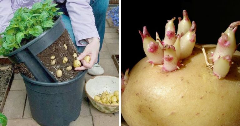 Cum să crești cartofi în ghivece și să ai o aprovizionare constantă