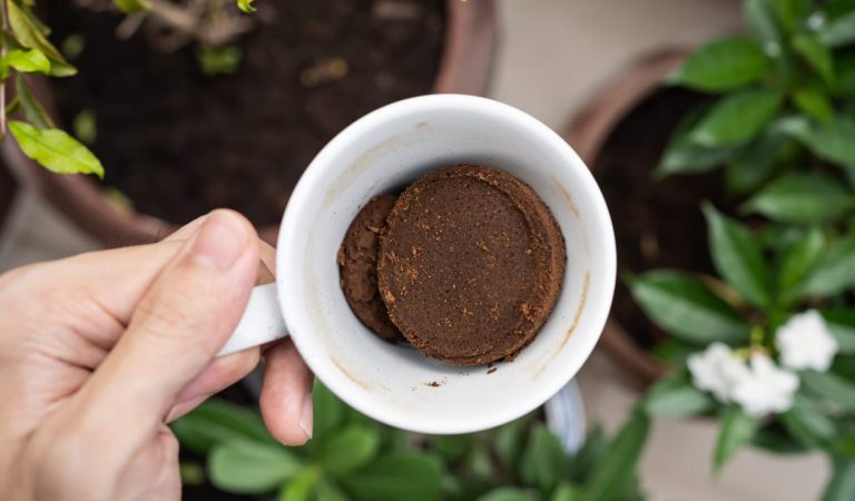 Zaț de cafea in gradina: plantele care iubesc acest îngrășământ (și cele care îl urăsc)