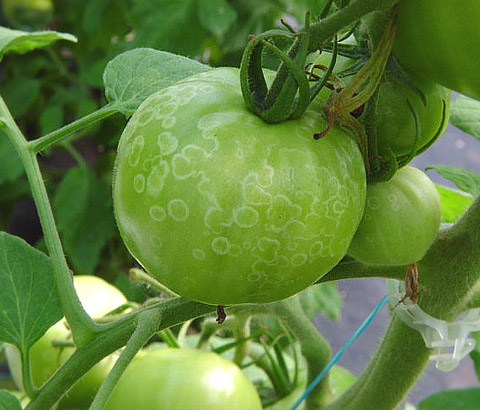 putregai cenusiu tomate