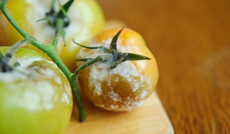 Putregaiul cenusiu la tomate (Botrytis): recunoaștere, tratamente și remedii împotriva lui