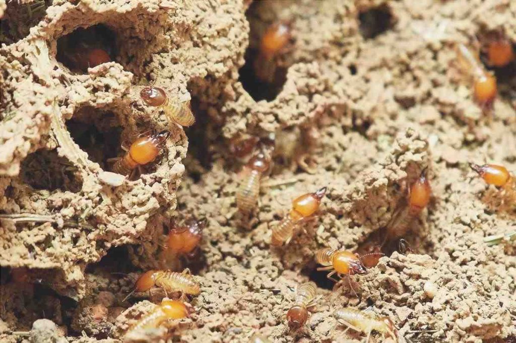 Isoptere termite