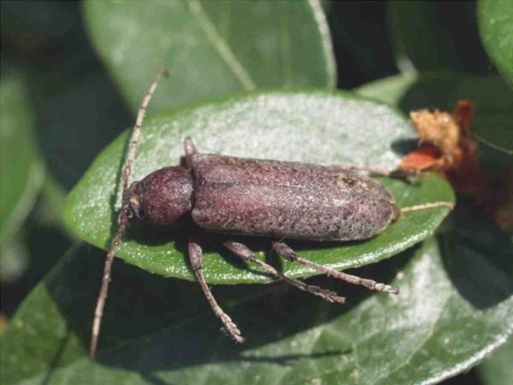 cerambicidele Cerambycidae