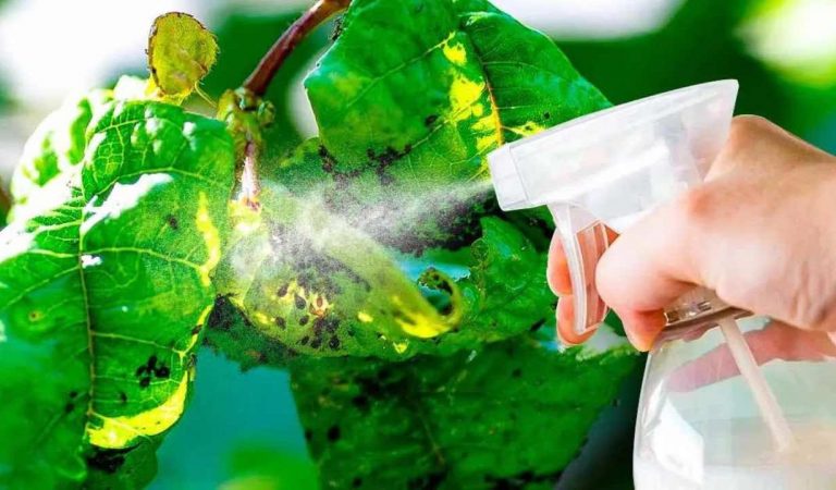 Combaterea afidelor: 3 rețete naturale de insecticid