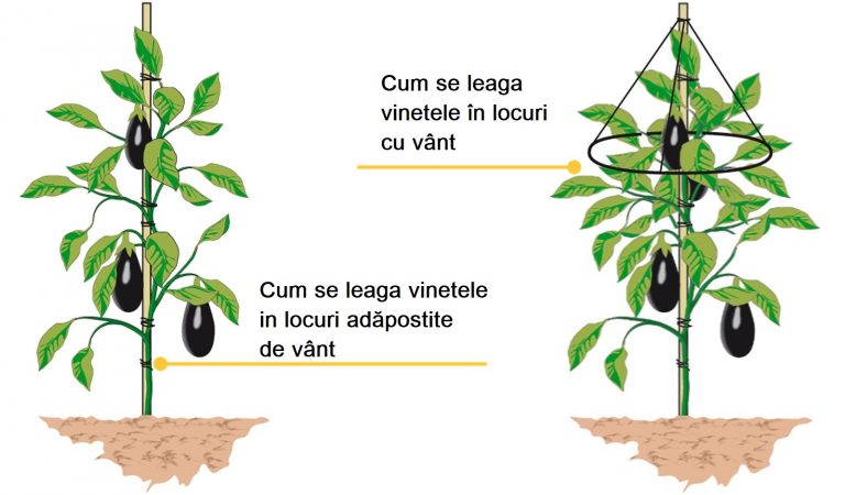 Plantarea vinetelor: când și cum să plantezi vinete pas cu pas