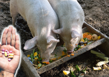 ce se da la porci pentru pofta de mancare