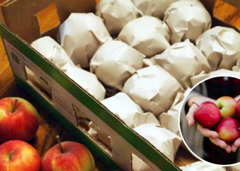 depozitarea merelor peste iarna