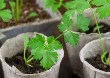 patrunjel in ghiveci