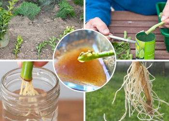 hormoni de inradacinare