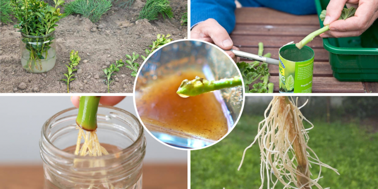 hormoni de inradacinare