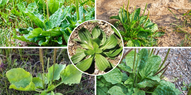 7 motive pentru a nu distruge pătlagina cu frunze late – o plantă medicinală puternică