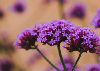 verbena 2