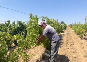 la-cules-de-struguri