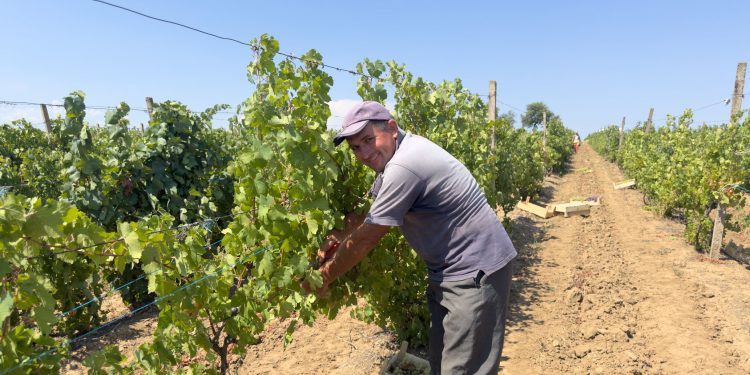 la-cules-de-struguri