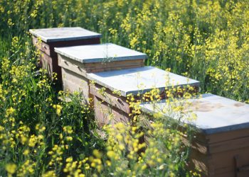 La ce distanțe ar trebui să amplasezi stupii?