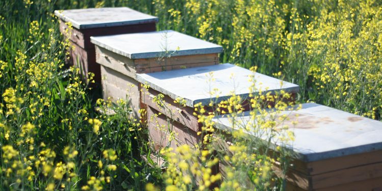 La ce distanțe ar trebui să amplasezi stupii?