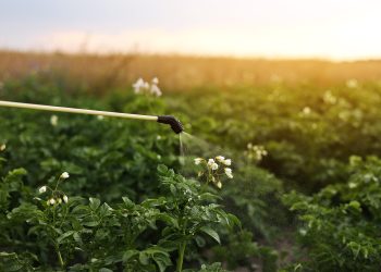 Ce insecticid să folosim pentru tratarea semințelor destinate însămânțărilor