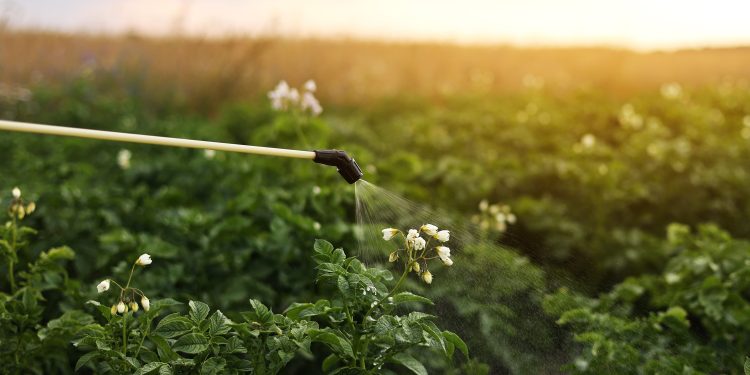 Ce insecticid să folosim pentru tratarea semințelor destinate însămânțărilor
