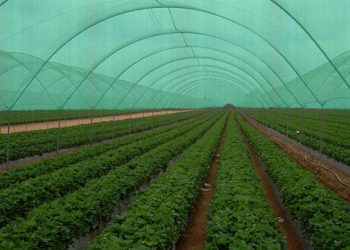 plasa-de-umbrire-pentru-sere-si-solarii-35