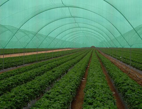 plasa-de-umbrire-pentru-sere-si-solarii-35