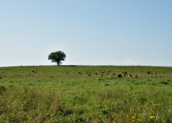 Cum să identifici semnalele corecte pentru culturile agricole în România 2026