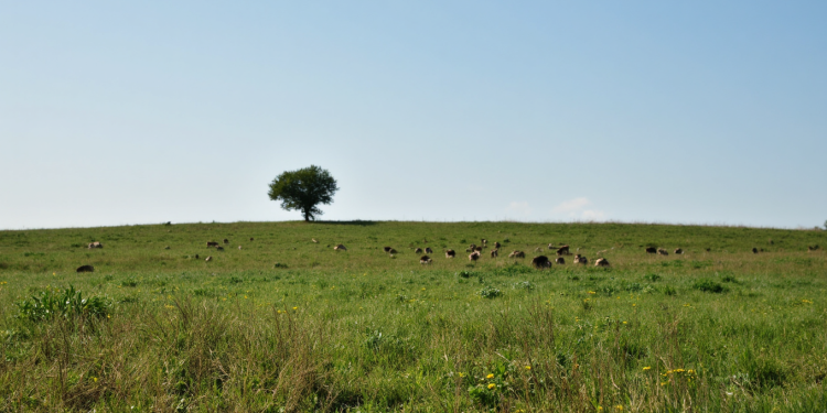 Cum să identifici semnalele corecte pentru culturile agricole în România 2026