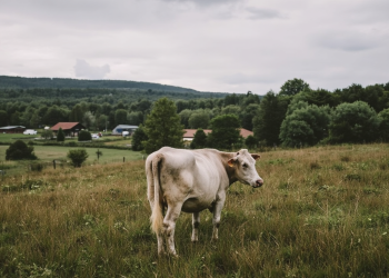 Ghid Complet 2026: Cum obții subvenții agricole în România – Pași, Condiții și Sfaturi